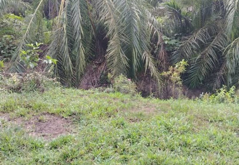 Banting Land for Sale,  Sungai Kelambu 2, Felcra,  📌2.078 Acres Flat Land for Sale 📌Beside Reserve Road  📌Lorry can reach the land 