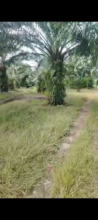 Sepang Land for Sale, Sungai Peleh, 📌5.0 Acres Flat Land for Sale, Selangor, Sepang
