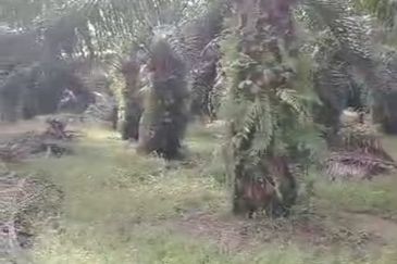 Sepang Land for Sale, Sungai Peleh, 📌5.0 Acres Flat Land for Sale