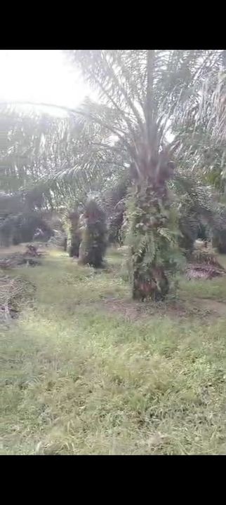 Sepang Land for Sale, Sungai Peleh, 📌5.0 Acres Flat Land for Sale, Selangor, Sepang