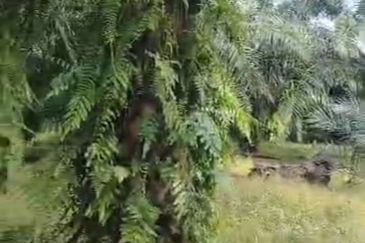 Sepang Land for Sale, Sungai Peleh, 📌5.0 Acres Flat Land for Sale