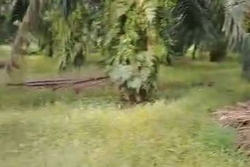 Sepang Land for Sale, Sungai Peleh, 📌5.0 Acres Flat Land for Sale