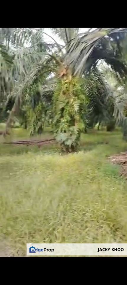 Sepang Land for Sale, Sungai Peleh, 📌5.0 Acres Flat Land for Sale, Selangor, Sepang