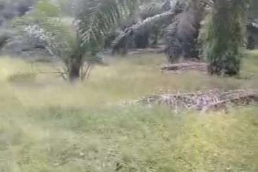 Sepang Land for Sale, Sungai Peleh, 📌5.0 Acres Flat Land for Sale