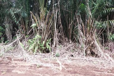 Sijangkang Flat Land for Sale ,  Felcra,  Telok Panglima Garang,  2.04 Acres Flat Land for sale ,Near Jalan Kebun Baru Batu 9,  