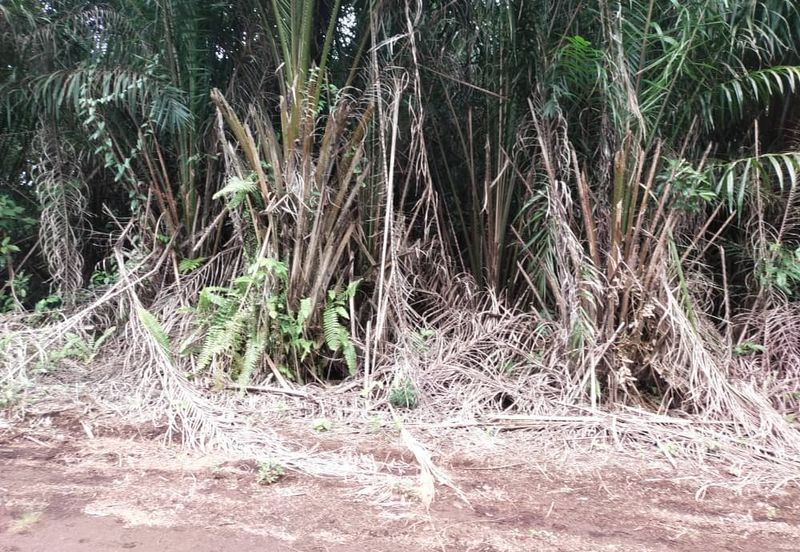 Sijangkang Flat Land for Sale ,  Felcra,  Telok Panglima Garang,  2.04 Acres Flat Land for sale ,Near Jalan Kebun Baru Batu 9,  