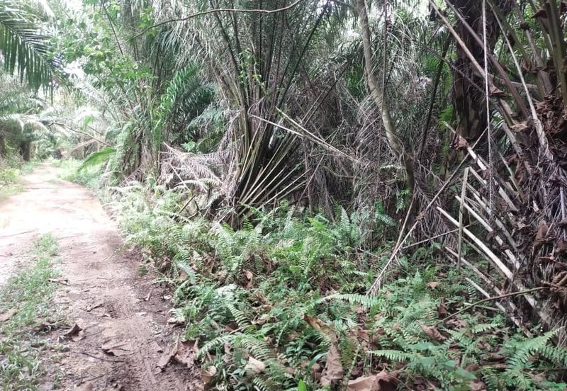 Sijangkang Flat Land for Sale ,  Felcra,  Telok Panglima Garang,  2.04 Acres Flat Land for sale ,Near Jalan Kebun Baru Batu 9,  