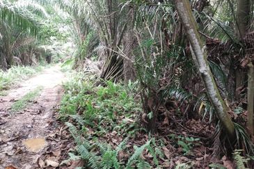 Sijangkang Flat Land for Sale ,  Felcra,  Telok Panglima Garang,  2.04 Acres Flat Land for sale ,Near Jalan Kebun Baru Batu 9,  