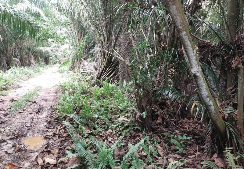 Sijangkang Flat Land for Sale ,  Felcra,  Telok Panglima Garang,  2.04 Acres Flat Land for sale ,Near Jalan Kebun Baru Batu 9,  