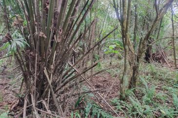 Sijangkang Flat Land for Sale ,  Felcra,  Telok Panglima Garang,  2.04 Acres Flat Land for sale ,Near Jalan Kebun Baru Batu 9,  