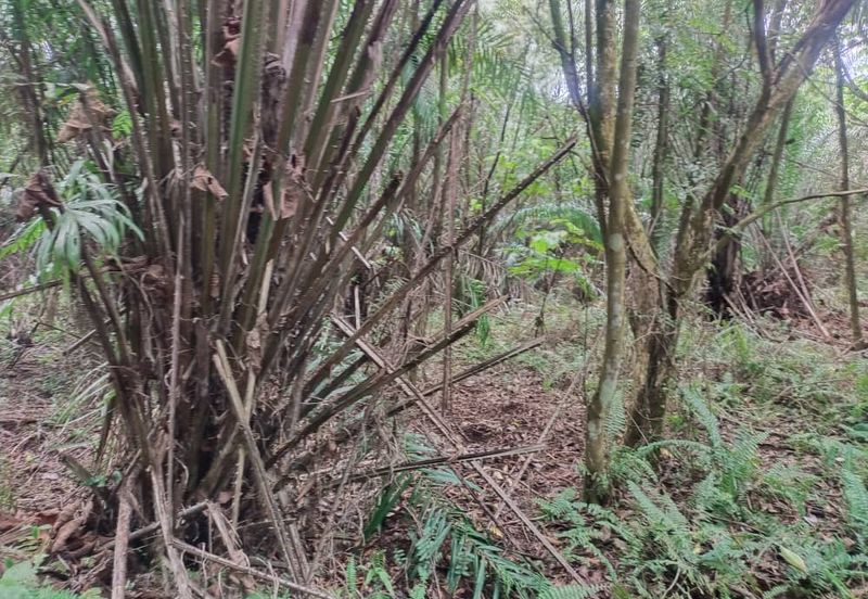 Sijangkang Flat Land for Sale ,  Felcra,  Telok Panglima Garang,  2.04 Acres Flat Land for sale ,Near Jalan Kebun Baru Batu 9,  