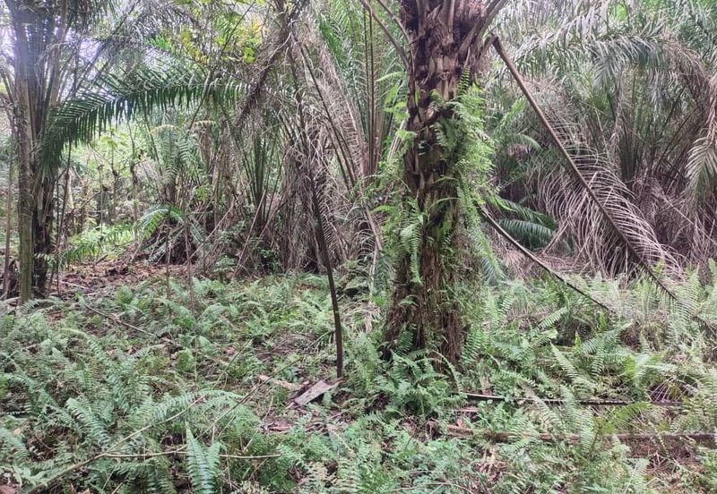 Sijangkang Flat Land for Sale ,  Felcra,  Telok Panglima Garang,  2.04 Acres Flat Land for sale ,Near Jalan Kebun Baru Batu 9,  