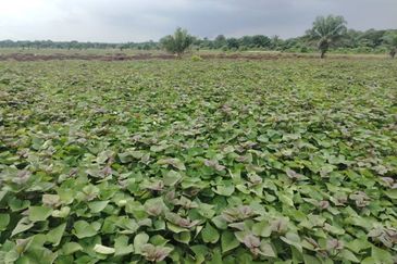 Below Market Price,  Sijangkang Land for Sale . (Felrca)   Telok Panglima Garang.  📌2.16 Acres flat Land for sale 📌Behind PETRONAS Batu 9,