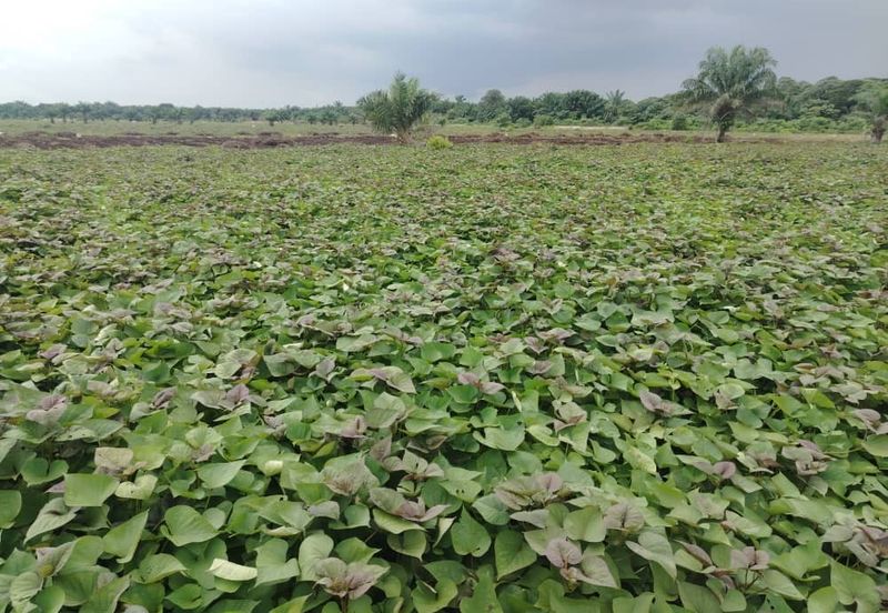 Below Market Price,  Sijangkang Land for Sale . (Felrca)   Telok Panglima Garang.  📌2.16 Acres flat Land for sale 📌Behind PETRONAS Batu 9,