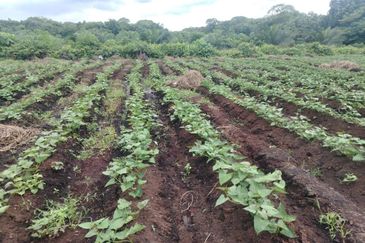 Below Market Price,  Sijangkang Land for Sale . (Felrca)   Telok Panglima Garang.  📌2.16 Acres flat Land for sale 📌Behind PETRONAS Batu 9,