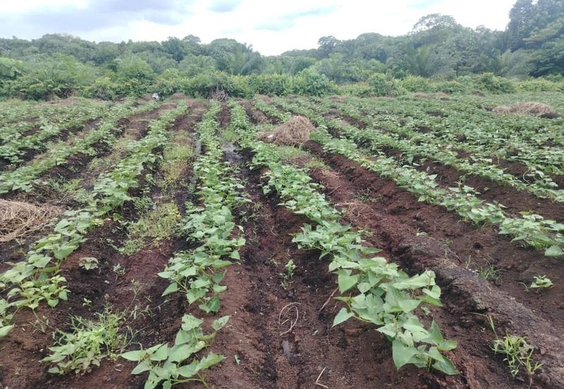 Below Market Price,  Sijangkang Land for Sale . (Felrca)   Telok Panglima Garang.  📌2.16 Acres flat Land for sale 📌Behind PETRONAS Batu 9,