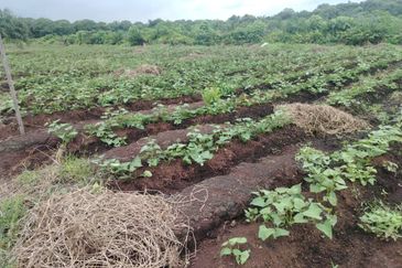 Below Market Price,  Sijangkang Land for Sale . (Felrca)   Telok Panglima Garang.  📌2.16 Acres flat Land for sale 📌Behind PETRONAS Batu 9,