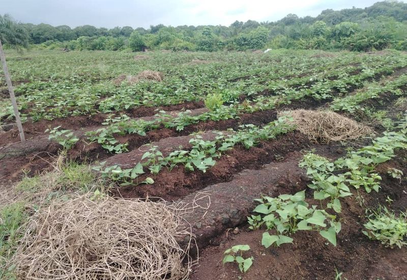 Below Market Price,  Sijangkang Land for Sale . (Felrca)   Telok Panglima Garang.  📌2.16 Acres flat Land for sale 📌Behind PETRONAS Batu 9,