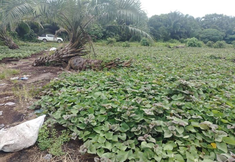 Below Market Price,  Sijangkang Land for Sale . (Felrca)   Telok Panglima Garang.  📌2.16 Acres flat Land for sale 📌Behind PETRONAS Batu 9,