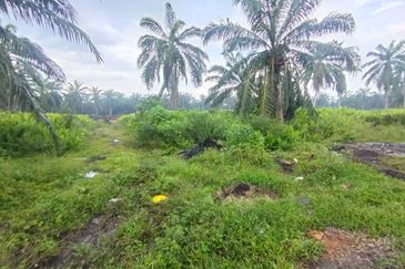 Banting 土地出售， Kampung Sungai Kelambu 2 ，Felrca， 📌2.10 英亩平地出售 📌适合种植棕榈油树 📌位于 Srone 路旁 📌卡车可到达土地