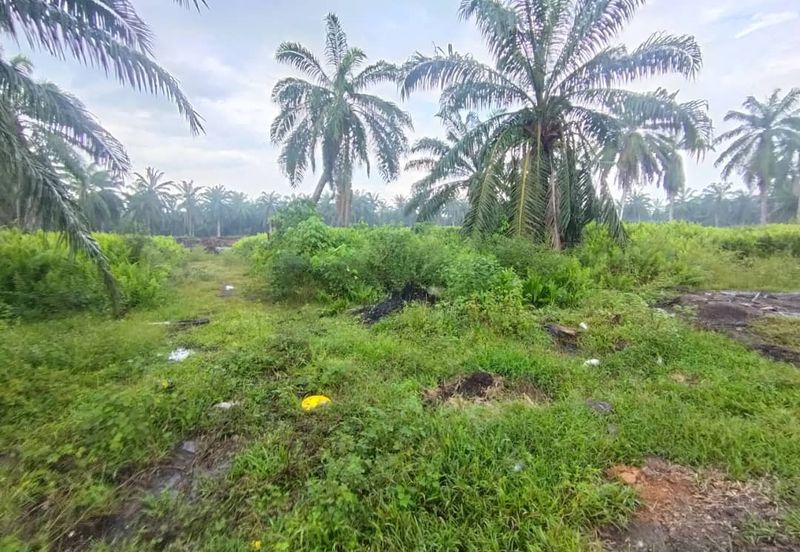 Banting 土地出售， Kampung Sungai Kelambu 2 ，Felrca， 📌2.10 英亩平地出售 📌适合种植棕榈油树 📌位于 Srone 路旁 📌卡车可到达土地