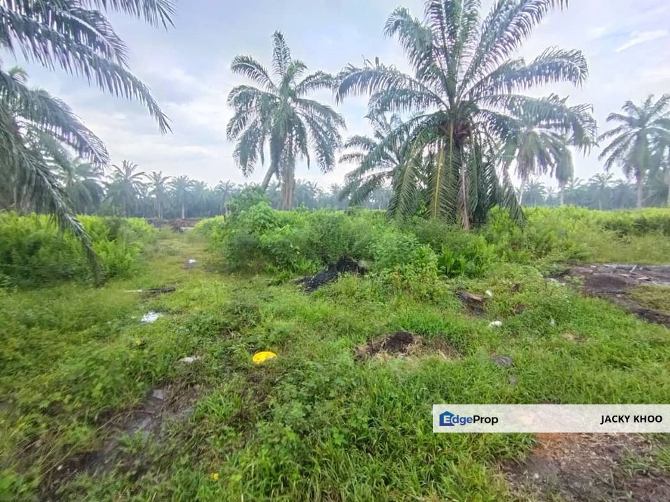 Banting 土地出售， Kampung Sungai Kelambu 2 ，Felrca， 📌2.10 英亩平地出售 📌适合种植棕榈油树 📌位于 Srone 路旁 📌卡车可到达土地, Selangor, Banting
