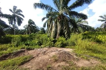 Banting 土地出售， Kampung Sungai Kelambu 2 ，Felrca， 📌2.10 英亩平地出售 📌适合种植棕榈油树 📌位于 Srone 路旁 📌卡车可到达土地