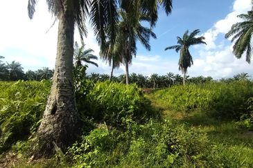 Banting 土地出售， Kampung Sungai Kelambu 2 ，Felrca， 📌2.10 英亩平地出售 📌适合种植棕榈油树 📌位于 Srone 路旁 📌卡车可到达土地