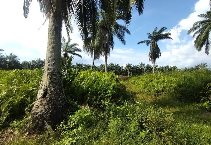 Banting 土地出售， Kampung Sungai Kelambu 2 ，Felrca， 📌2.10 英亩平地出售 📌适合种植棕榈油树 📌位于 Srone 路旁 📌卡车可到达土地