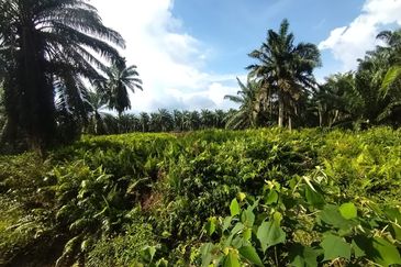 Banting 土地出售， Kampung Sungai Kelambu 2 ，Felrca， 📌2.10 英亩平地出售 📌适合种植棕榈油树 📌位于 Srone 路旁 📌卡车可到达土地