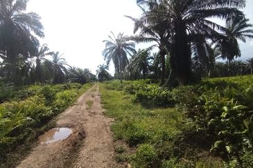 Banting 土地出售， Kampung Sungai Kelambu 2 ，Felrca， 📌2.10 英亩平地出售 📌适合种植棕榈油树 📌位于 Srone 路旁 📌卡车可到达土地
