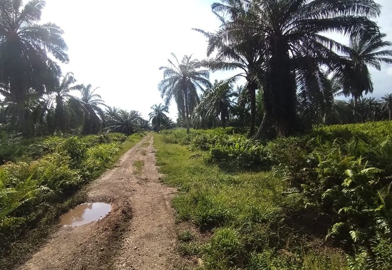 Banting 土地出售， Kampung Sungai Kelambu 2 ，Felrca， 📌2.10 英亩平地出售 📌适合种植棕榈油树 📌位于 Srone 路旁 📌卡车可到达土地