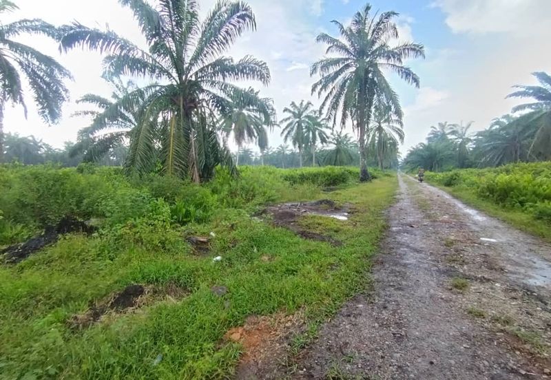 Banting 土地出售， Kampung Sungai Kelambu 2 ，Felrca， 📌2.10 英亩平地出售 📌适合种植棕榈油树 📌位于 Srone 路旁 📌卡车可到达土地