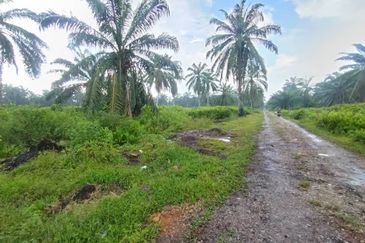 Banting 土地出售， Kampung Sungai Kelambu 2 ，Felrca， 📌2.10 英亩平地出售 📌适合种植棕榈油树 📌位于 Srone 路旁 📌卡车可到达土地