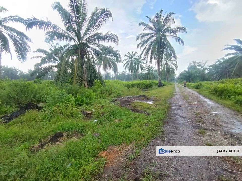 Banting 土地出售， Kampung Sungai Kelambu 2 ，Felrca， 📌2.10 英亩平地出售 📌适合种植棕榈油树 📌位于 Srone 路旁 📌卡车可到达土地, Selangor, Banting