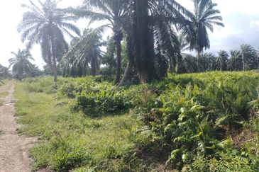 Banting 土地出售， Kampung Sungai Kelambu 2 ，Felrca， 📌2.10 英亩平地出售 📌适合种植棕榈油树 📌位于 Srone 路旁 📌卡车可到达土地