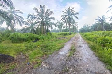 Banting 土地出售， Kampung Sungai Kelambu 2 ，Felrca， 📌2.10 英亩平地出售 📌适合种植棕榈油树 📌位于 Srone 路旁 📌卡车可到达土地