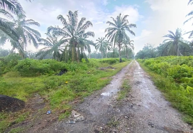 Banting 土地出售， Kampung Sungai Kelambu 2 ，Felrca， 📌2.10 英亩平地出售 📌适合种植棕榈油树 📌位于 Srone 路旁 📌卡车可到达土地