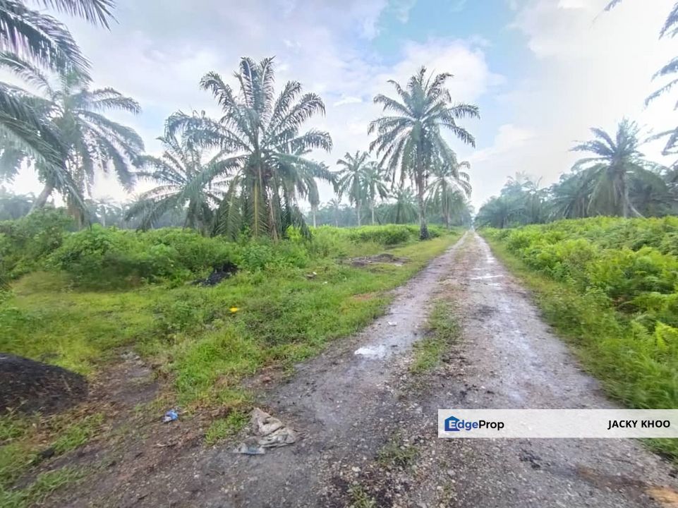 Banting 土地出售， Kampung Sungai Kelambu 2 ，Felrca， 📌2.10 英亩平地出售 📌适合种植棕榈油树 📌位于 Srone 路旁 📌卡车可到达土地, Selangor, Banting