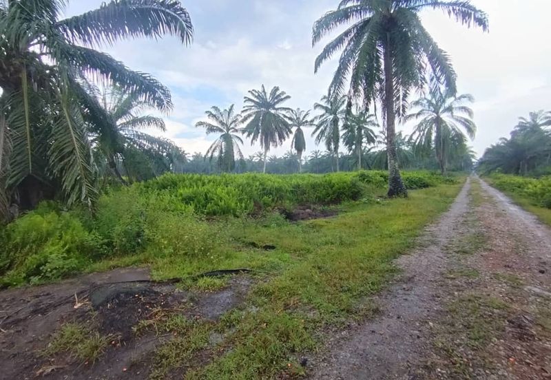 Banting 土地出售， Kampung Sungai Kelambu 2 ，Felrca， 📌2.10 英亩平地出售 📌适合种植棕榈油树 📌位于 Srone 路旁 📌卡车可到达土地