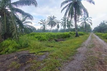 Banting 土地出售， Kampung Sungai Kelambu 2 ，Felrca， 📌2.10 英亩平地出售 📌适合种植棕榈油树 📌位于 Srone 路旁 📌卡车可到达土地