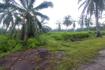 Banting 土地出售， Kampung Sungai Kelambu 2 ，Felrca， 📌2.10 英亩平地出售 📌适合种植棕榈油树 📌位于 Srone 路旁 📌卡车可到达土地