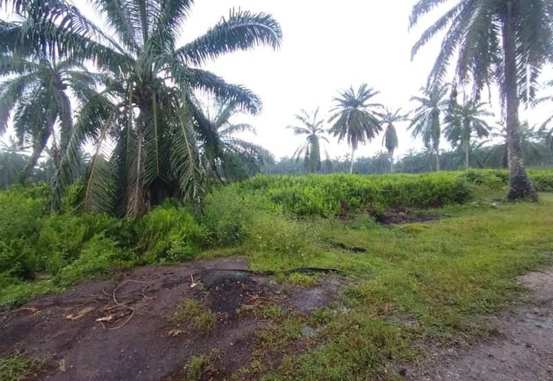 Banting 土地出售， Kampung Sungai Kelambu 2 ，Felrca， 📌2.10 英亩平地出售 📌适合种植棕榈油树 📌位于 Srone 路旁 📌卡车可到达土地