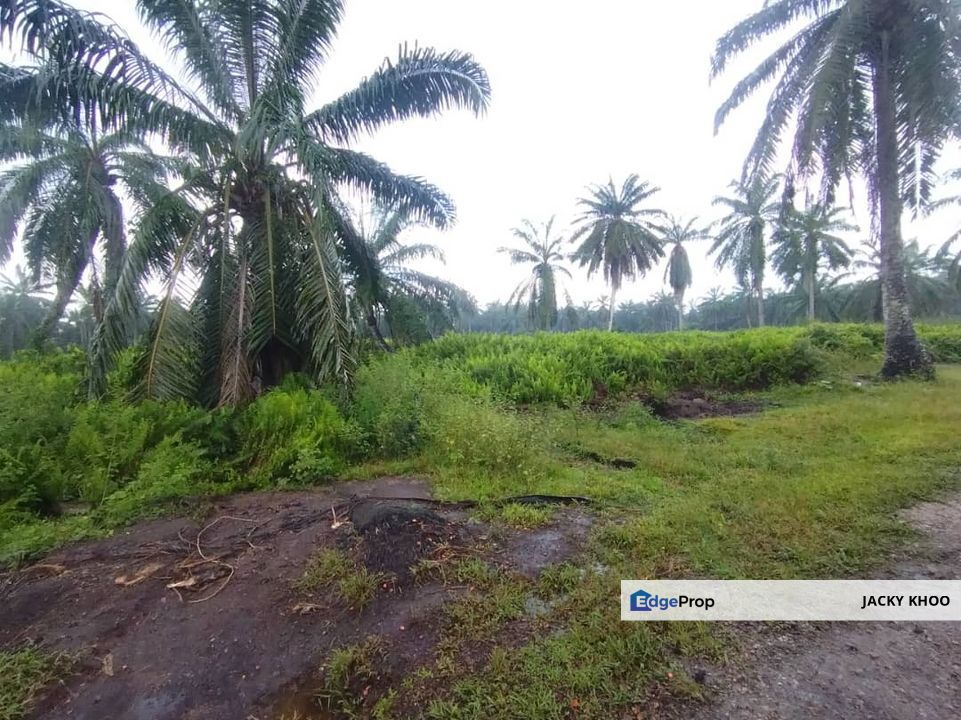 Banting 土地出售， Kampung Sungai Kelambu 2 ，Felrca， 📌2.10 英亩平地出售 📌适合种植棕榈油树 📌位于 Srone 路旁 📌卡车可到达土地, Selangor, Banting