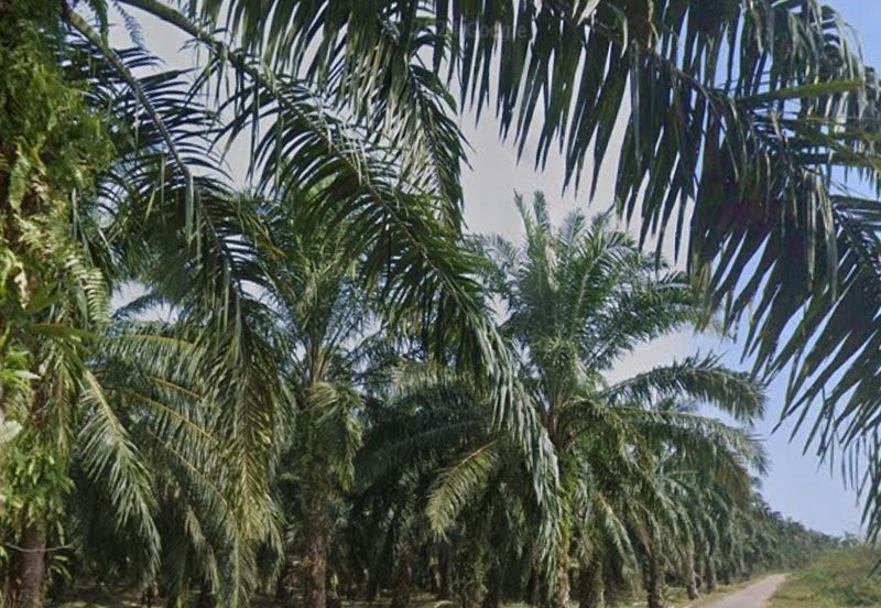 Agriculture Land @ Taiping