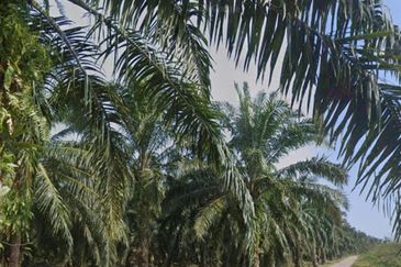 Agriculture Land @ Taiping