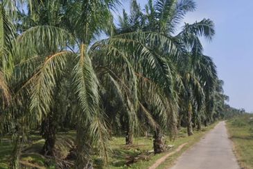 Agriculture Land @ Taiping