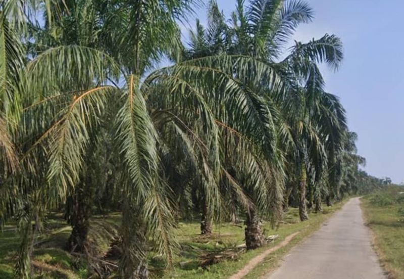 Agriculture Land @ Taiping