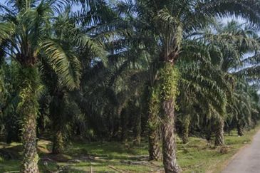 Agriculture Land @ Taiping