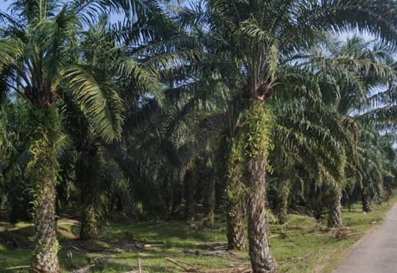 Agriculture Land @ Taiping